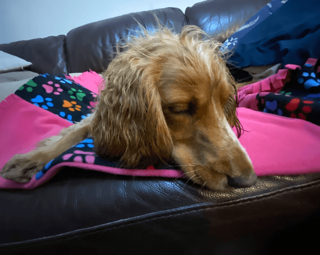 Pet Blanket - Medium