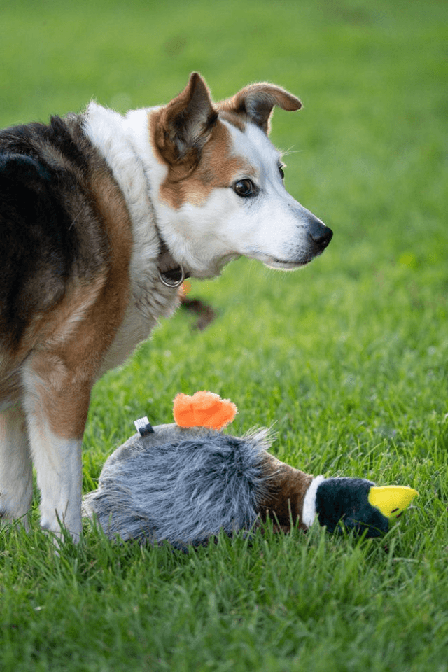 Honking Duck Plush Dog Toy