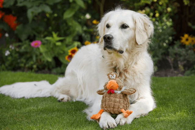 PETFACE BUDDIES CHUNKY CHICKEN PLUSH DOG 