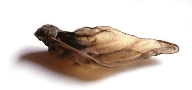 Various Ears - Hairless