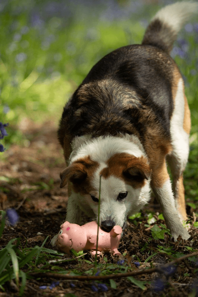 Oink Oink Pig Latex Dog Toy