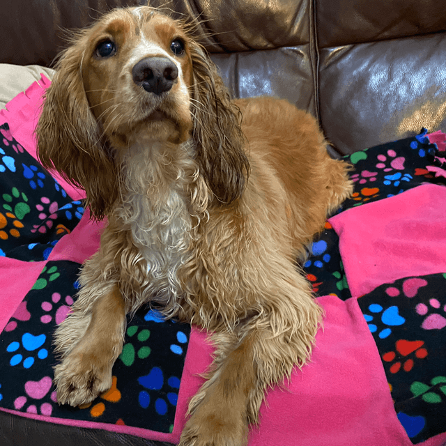 Pet Blanket - Medium